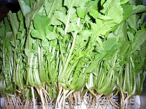daikon2.jpg
