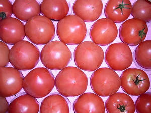 tomato1.jpg