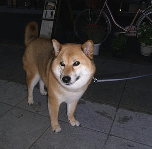 bochan.jpg