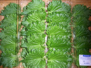 aoshiso.jpg