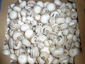 mushroom.jpg