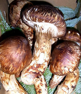 kokusanmatsutake.jpg