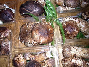 matsutake4.jpg