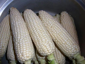 purewhite2.jpg