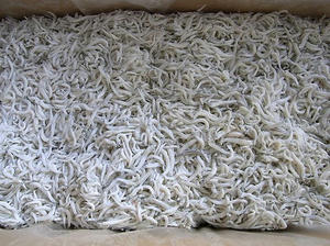 shirasu6.jpg