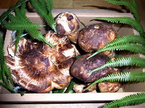 kokusanmatsutake2.JPG