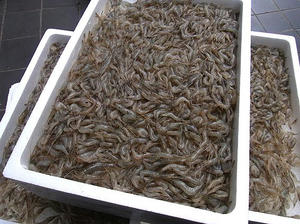 kawaebi.jpg