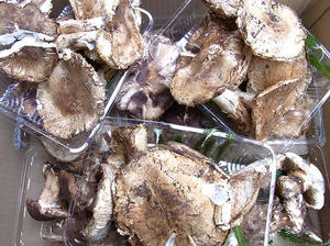 matsutake-2012.12.10.jpg