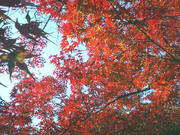 071128_01.jpg