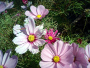 071128_03.jpg