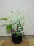 2011052618530000.jpg