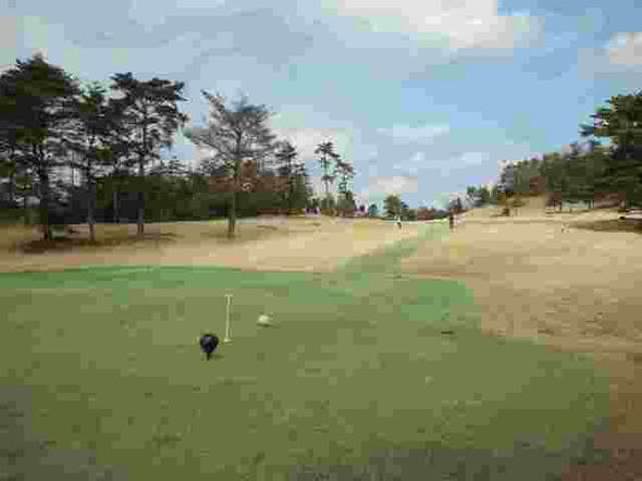 golf.jpg