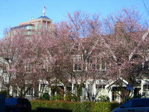 sakura1