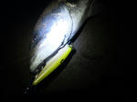 SH3E0018.jpg