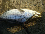 SH3E0040.jpg