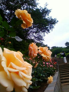 100526rose1.jpg