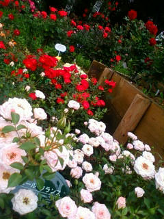100526rose2.jpg