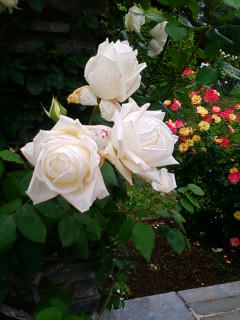 100526rose3.jpg