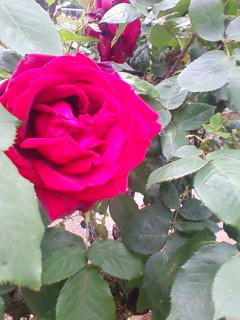 100526rose4.jpg