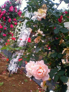 100526rose5.jpg