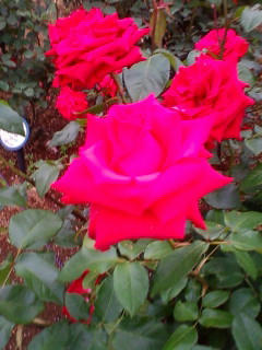 100526rose6.jpg
