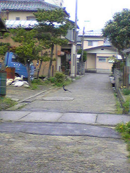 きじ