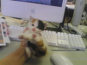 ねこ