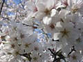 sakura.jpg