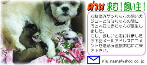 子犬、いらんかえ？