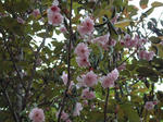 山桜