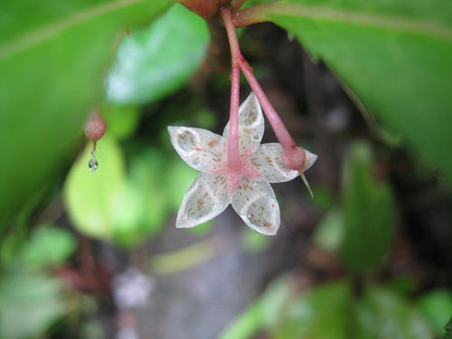 雨で透きとおったヤブコウジの花