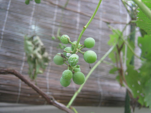 resize0990.jpg