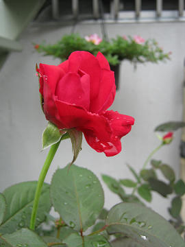 resize0955.jpg