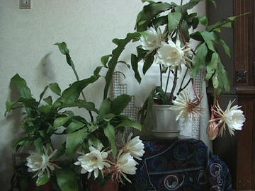 resize1291.jpg