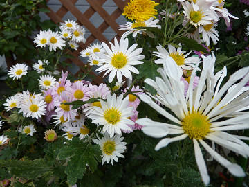 resize1620.jpg