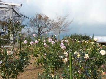resize1872.jpg