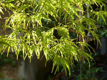 r1004.jpg