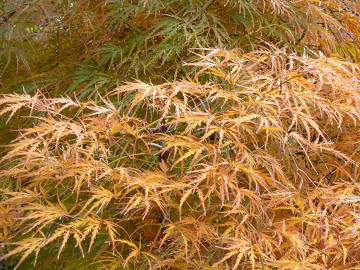 r1117.jpg