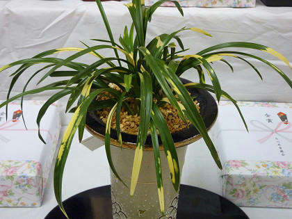 resize2406.jpg