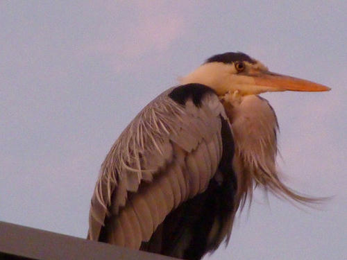 resize2811.jpg
