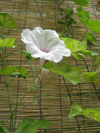 resize3118.jpg