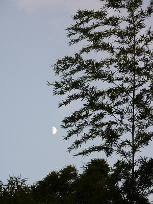 resize3295.jpg