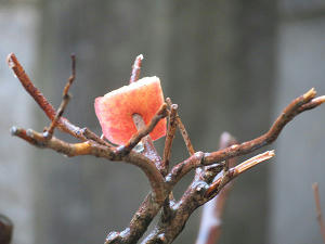 resize4339.jpg