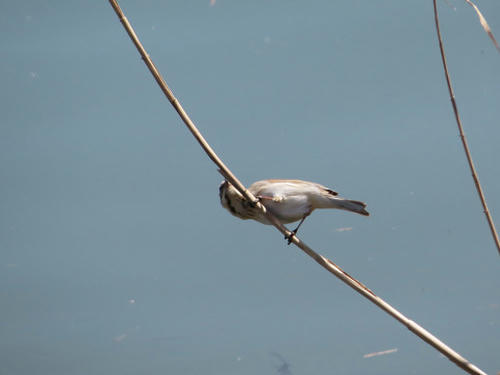 resize4537.jpg