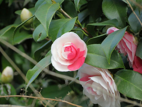 resize4564.jpg
