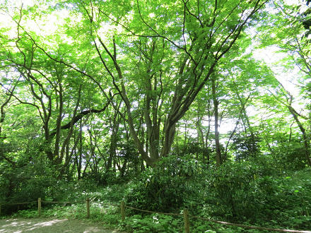 resize5248.jpg
