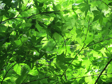 resize5250.jpg