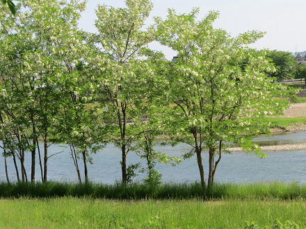 resize5366.jpg
