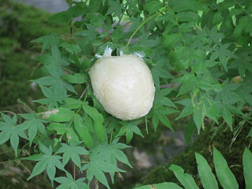 resize5838.jpg