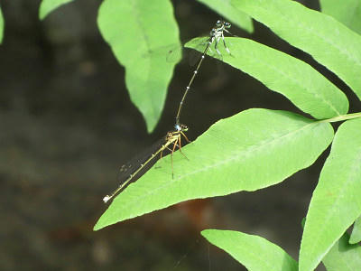 resize5835.jpg